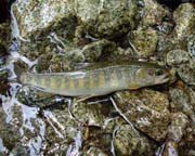 中津川イワナ21cm