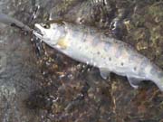 大倉川ヤマメ24cm